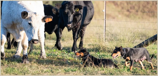 Macelbri Kelpies
