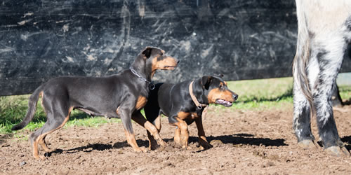 Working Dogs NSW