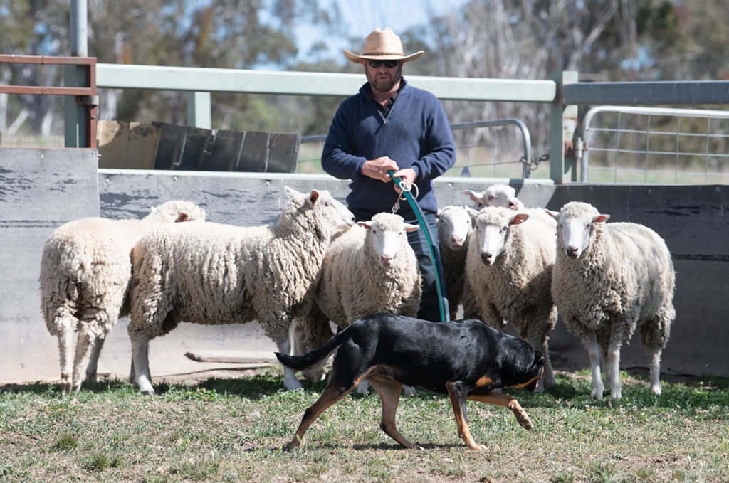 Working Dog Clinics